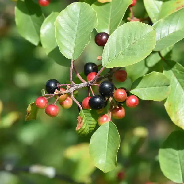 Cáscara sagrada (Rhamnus purshiana)