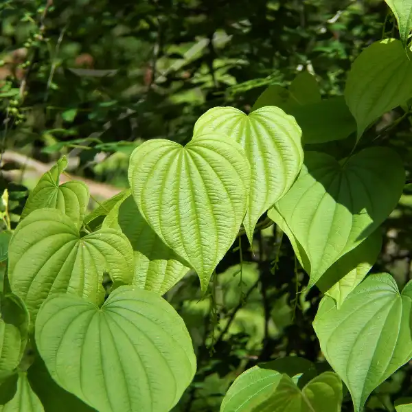 Dioscorea (Dioscorea villosa)