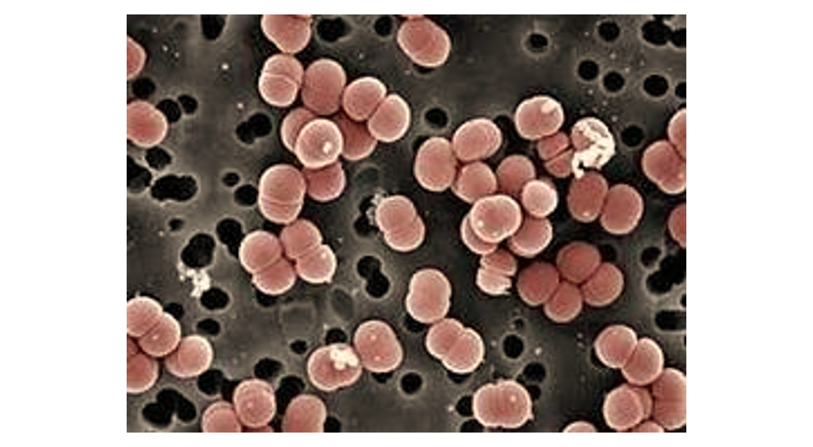 Enterococcus Faecium Equisalud