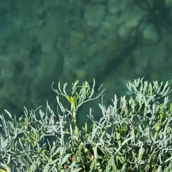 Hinojo marino (Crithmum maritimum)