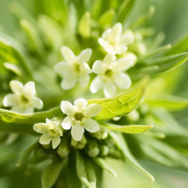 Litospermo o mijo del sol (Lithospermum officinale)