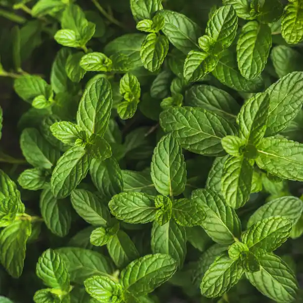 Menta poleo (Mentha pulegium)