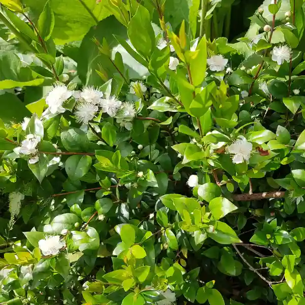 Mirto (Myrtus communis)