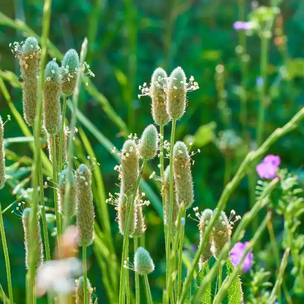 Plántago o ispágula (Plantago ovata)