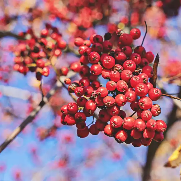 Serbal (Sorbus aucuparia)