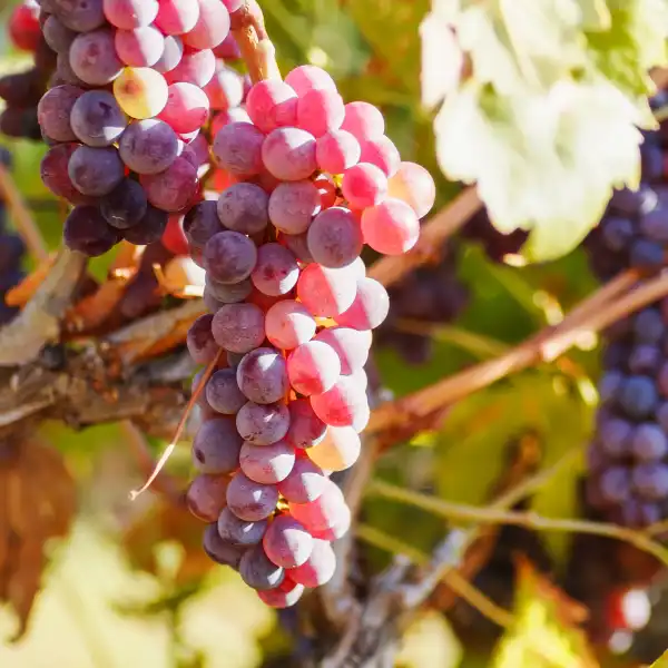 Vid roja (Vitis vinifera)