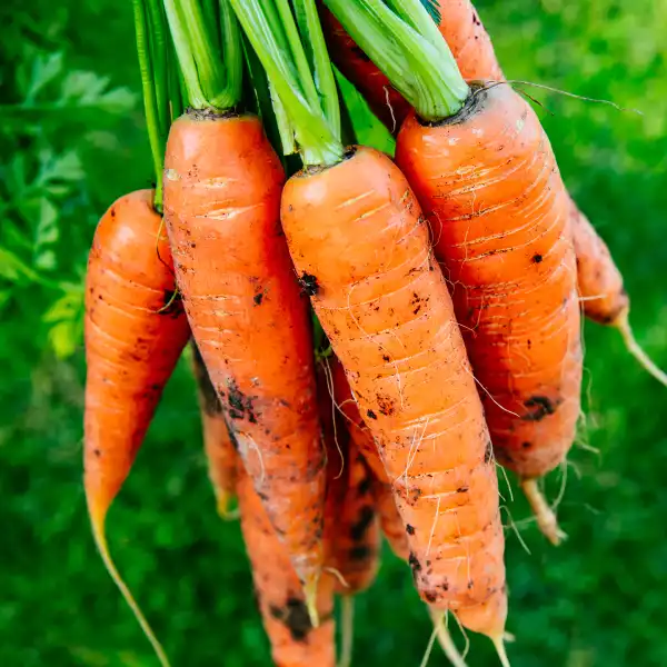 Zanahoria (Daucus carota)