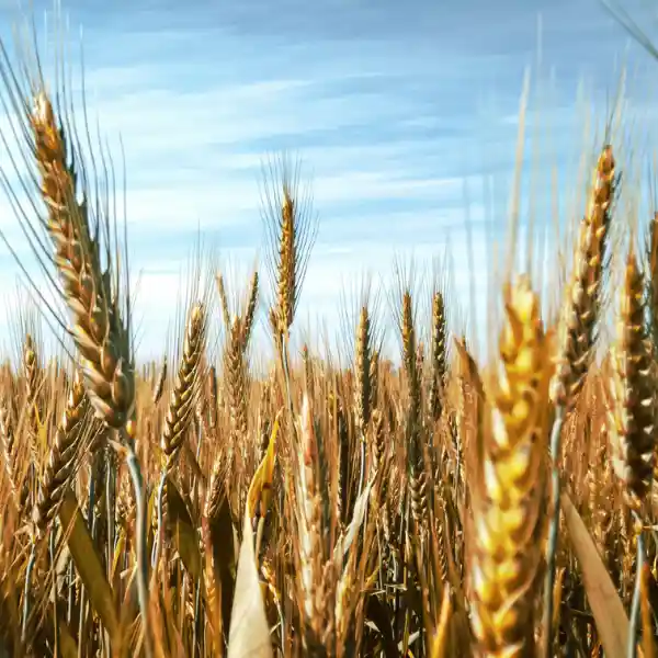 Trigo (Triticum vulgare)