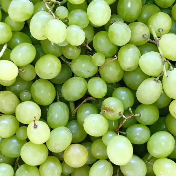 Uva (Vitis vinifera)