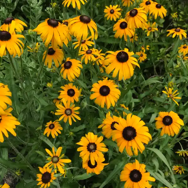 Black eyed susan (Tetratheca ericifolia)