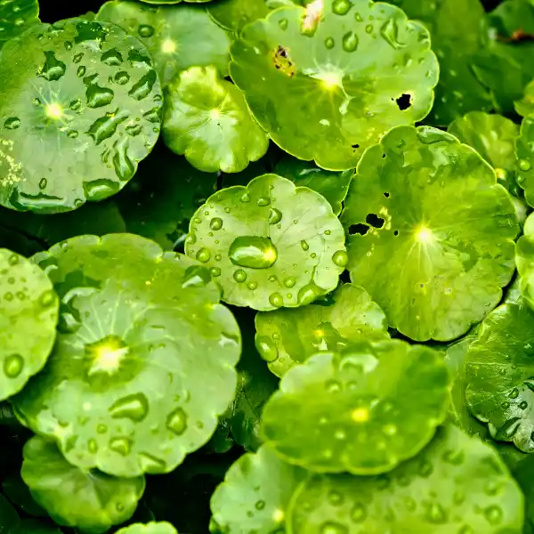 Centella o centella asiática (Centella asiatica)