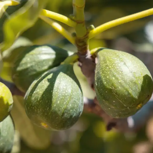 Higuera (Ficus carica)