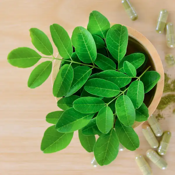 Moringa (Moringa oleifera)