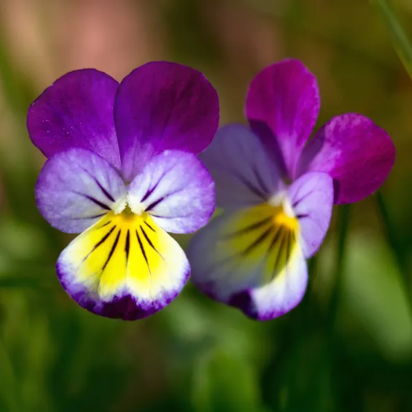 Pensamiento (Viola tricolor)