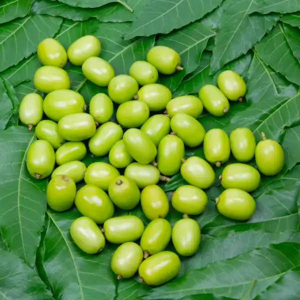 Aceite de semillas de neem - Equisalud