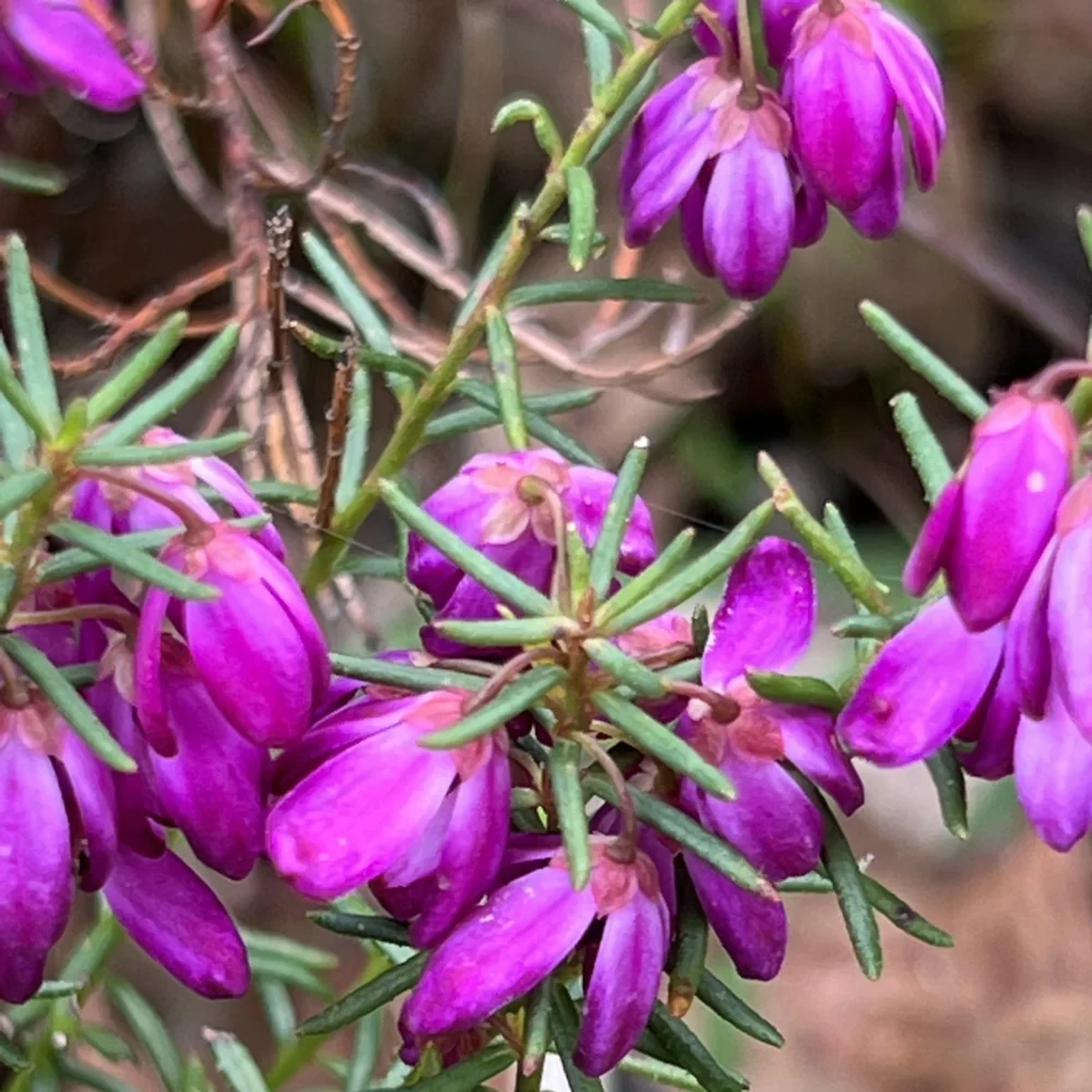 Allthingsnative. 16 October 2022. Tetratheca ericifolia.