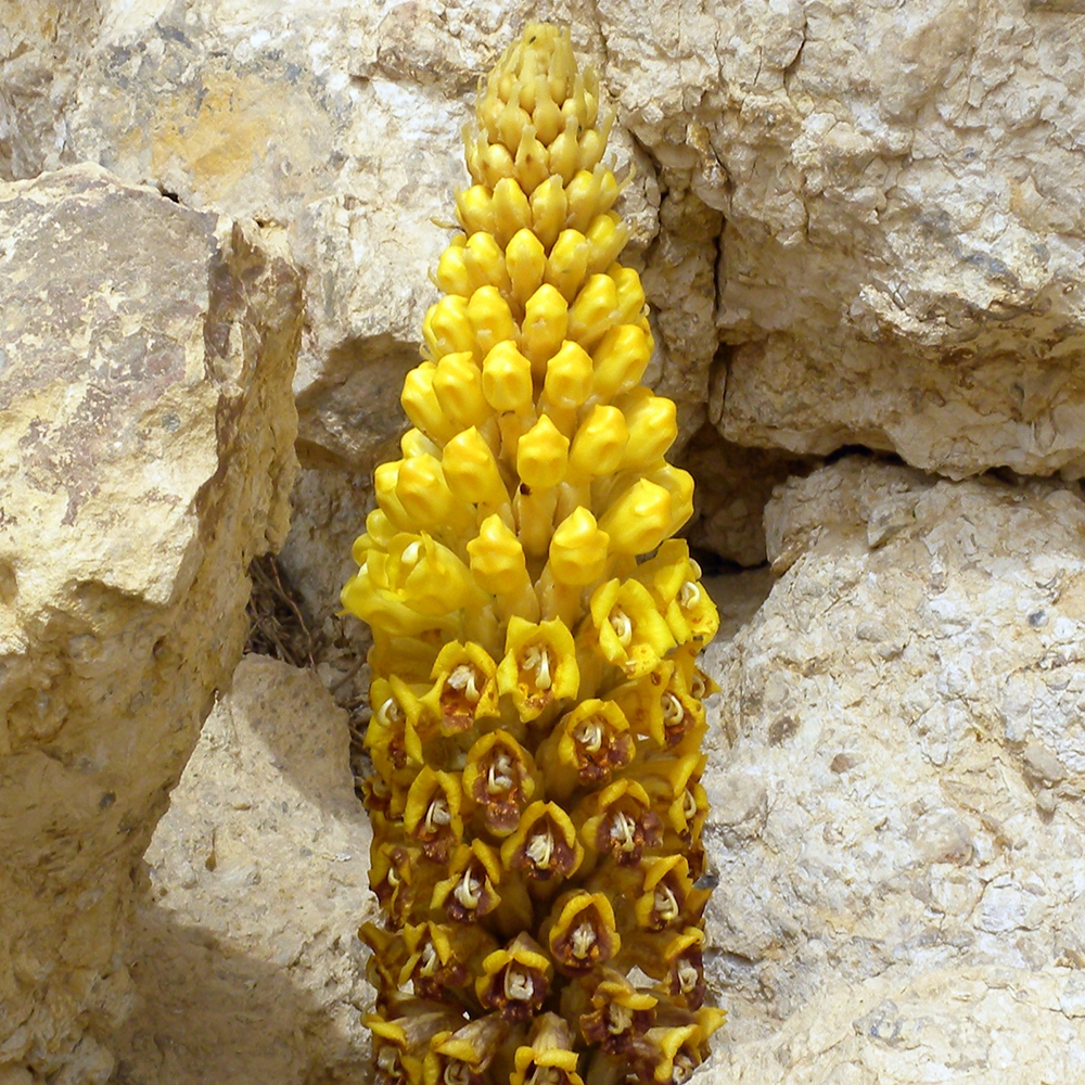 Cistanche - Wilson44691, CC BY-SA 3.0, via Wikimedia Commons - https://commons.wikimedia.org/w/index.php?title=File:Broomrape_(Cistanche_tubulosa)_Negev.jpg&oldid=835226543